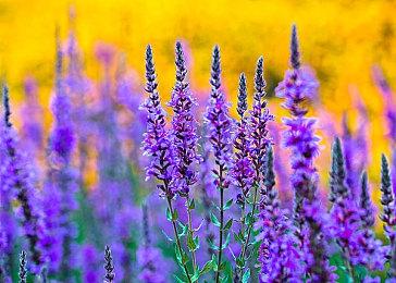 《使命召唤19》新情报：有战术玩法 类似于彩虹六号